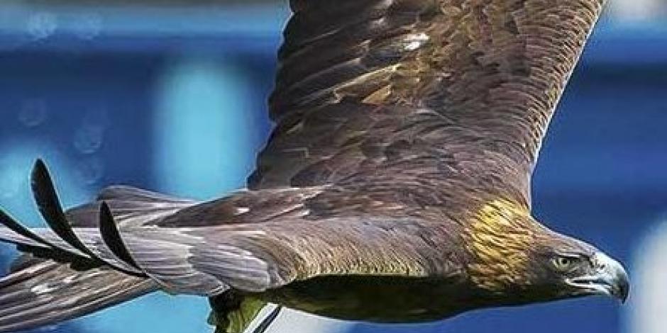 América presenta proyecto a favor de la conservación y reproducción del Águila Real