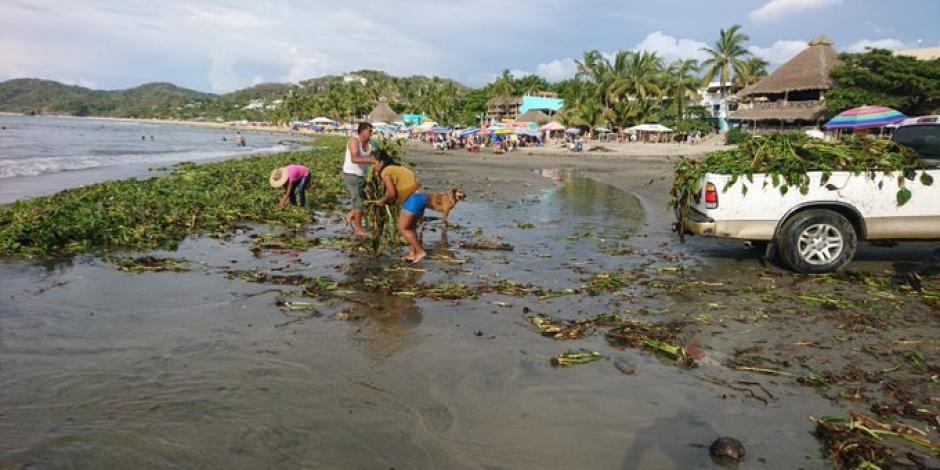 Lirio acuático invade tres kilómetros de la playa Sayulita en Nayarit
