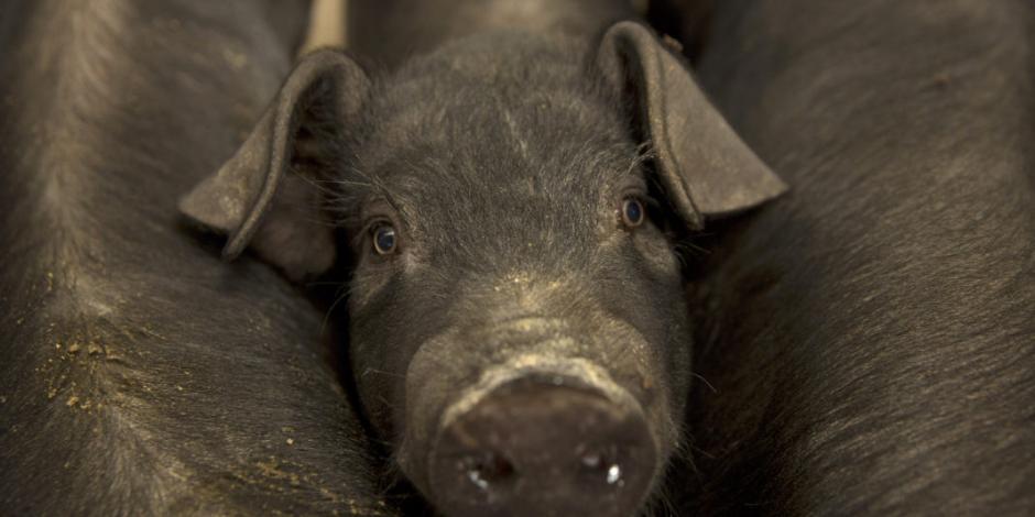 La peste porcina en China dispara el precio global de carne de cerdo