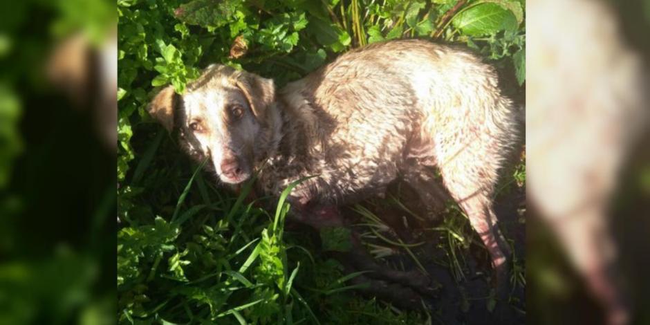 Muere la perrita que fue golpeada brutalmente por un cazador (VIDEO)