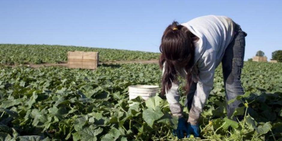 Trabajo infantil, pobreza y desigualdad en el agro mexicano
