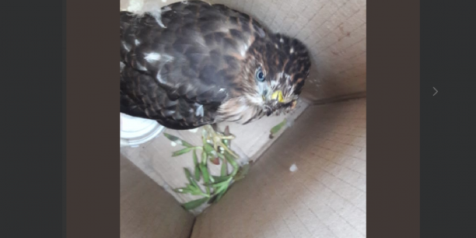 Abandonan en una caja a un halcón lesionado en Bosque de Chapultepec