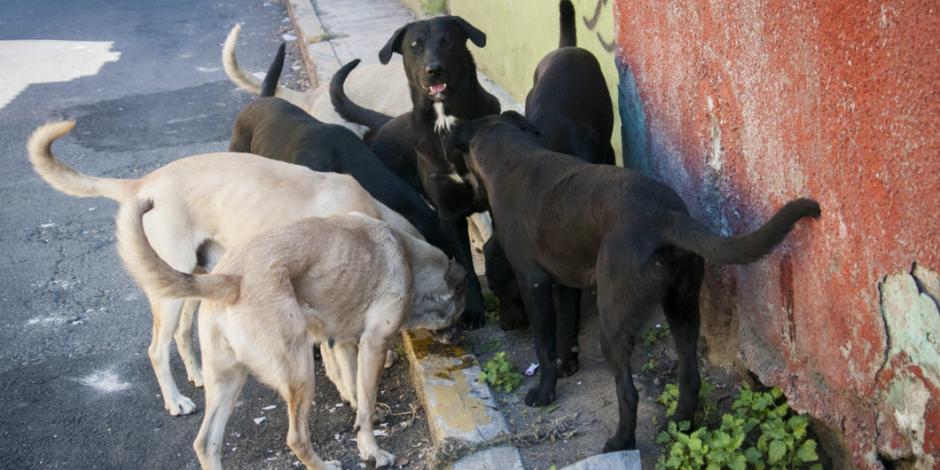 Alcalde ordena exterminio de 200 perros callejeros en Jalisco