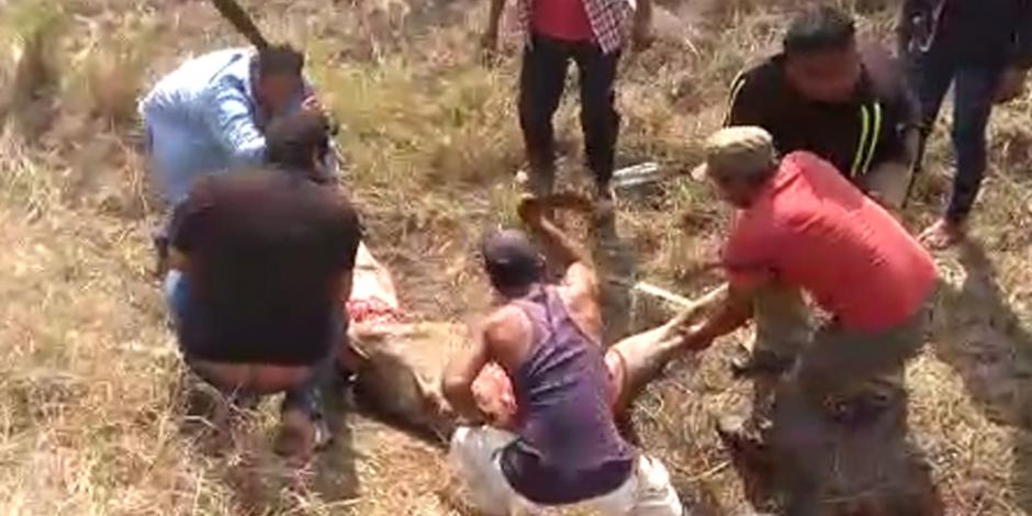 VIDEO: En Veracruz roban y sacrifican ganado en autopista Isla-Tinaja