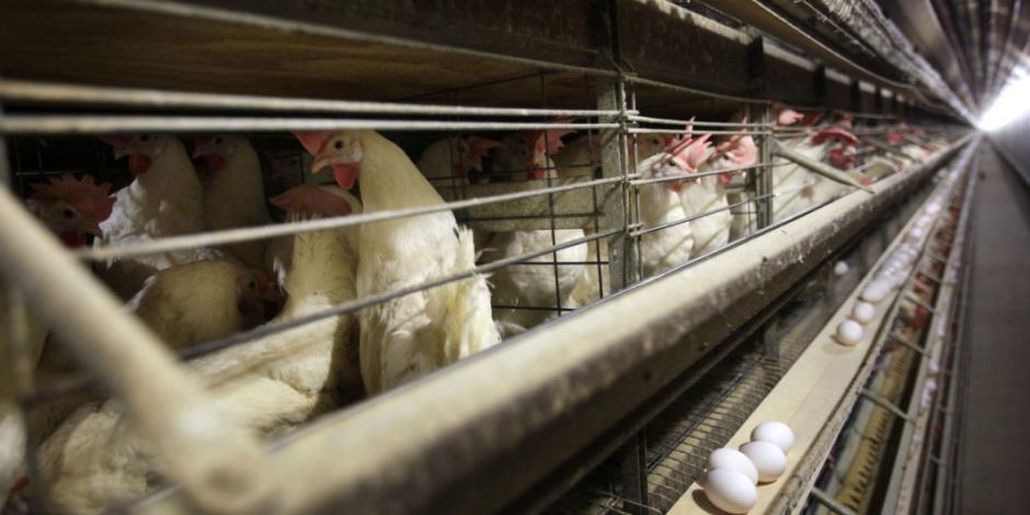 Luego de 5 años, China levanta bloqueo a productos avícolas de EU