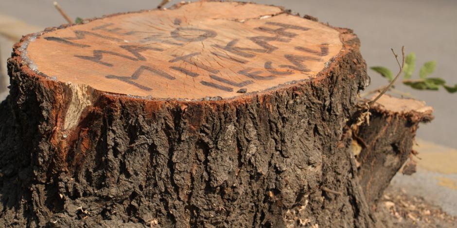 CDMX y la tala ilegal de árboles 