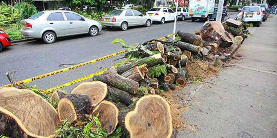 En áreas naturales de la CDMX, se calcula que cada año hay afectaciones en 200 hectáreas por la tala ilegal.