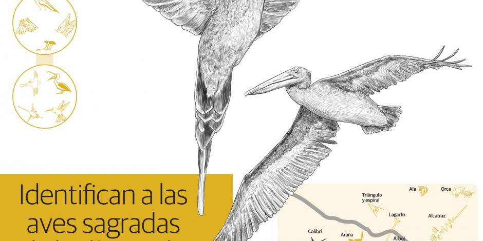 Son colibríes y un pelícano los enigmáticos glifos de Nazca