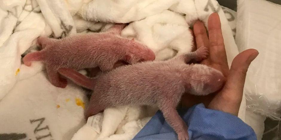 Nacimiento de crías de panda causan furor en zoológico de Berlín