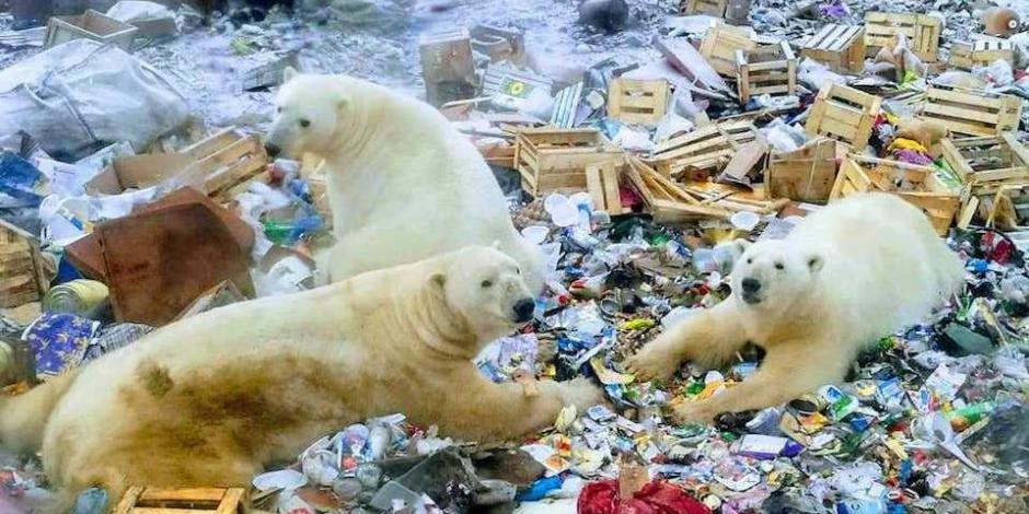 Declaran estado de emergencia por invasión de osos polares en Rusia