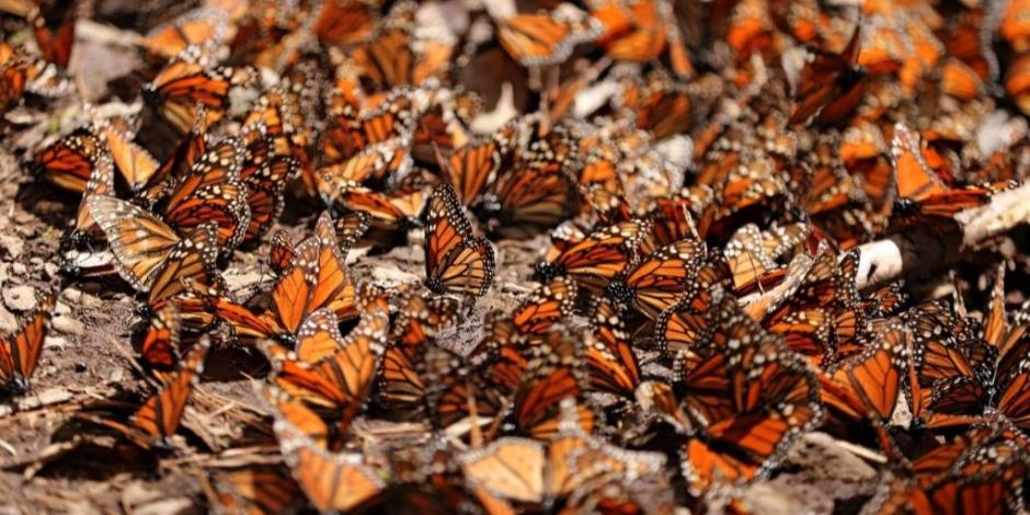 Abundante, la población de mariposa Monarca en Michoacán