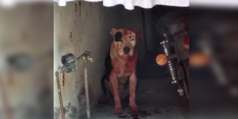 Muere menor por ataque de un pitbull en Iztapalapa