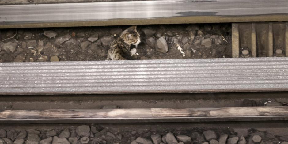 VIDEO: Rescatan a gato atrapado en Línea 3 del Metro