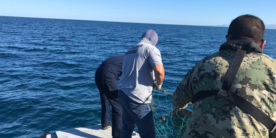 Retiran de aguas del Golfo de BC peligrosa red para la vaquita marina