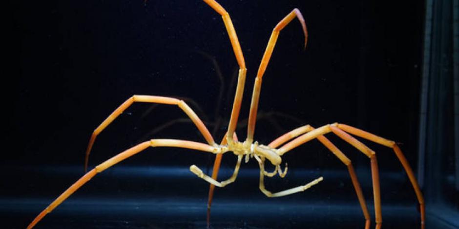 Esta araña respira por las patas y mide como un niño de 8 meses