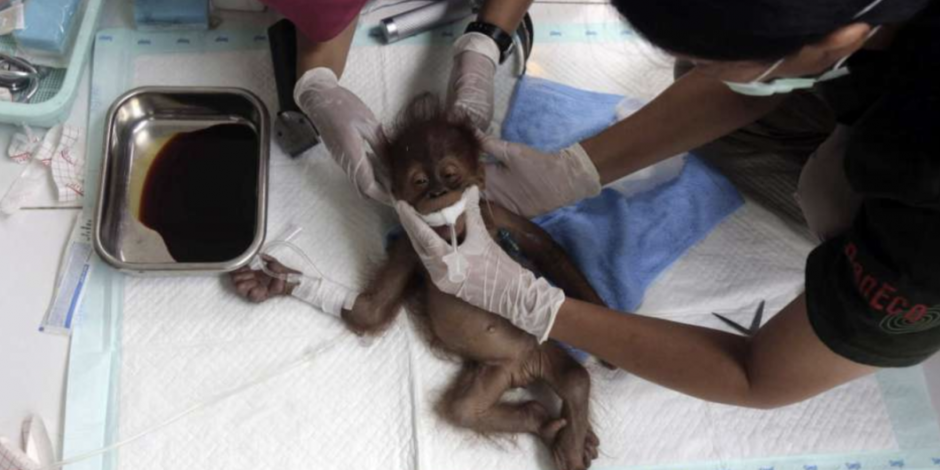 Se recupera “Esperanza”, orangután que perdió a cría y quedó ciega tras ataque