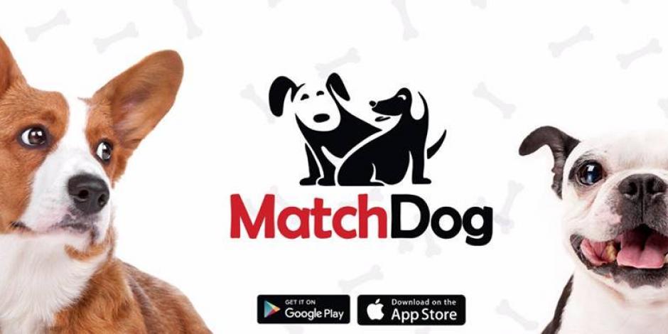 "Matchdog", la app para encontrarle pareja a tu mascota