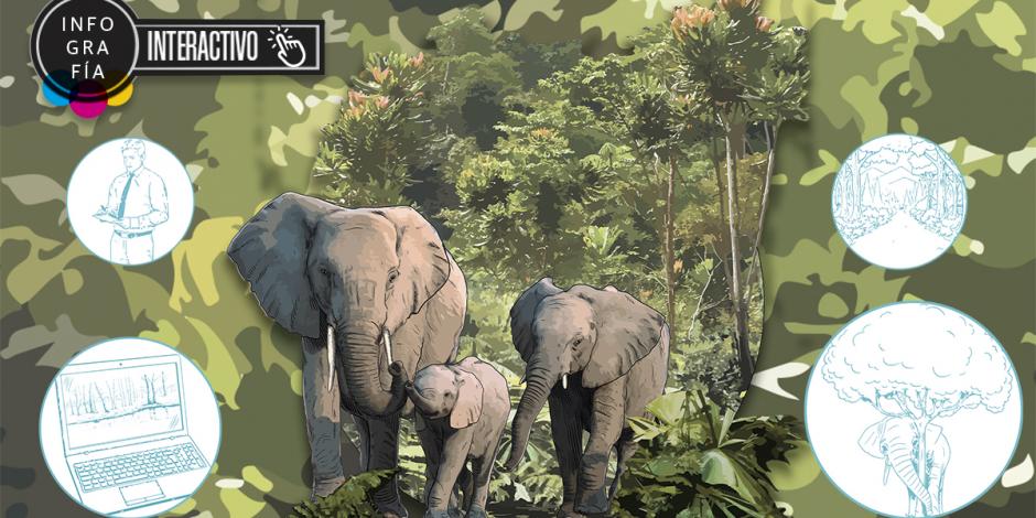Interactivo: En Extinción, Elefantes Que Ayudan a Regular Cambio Climático