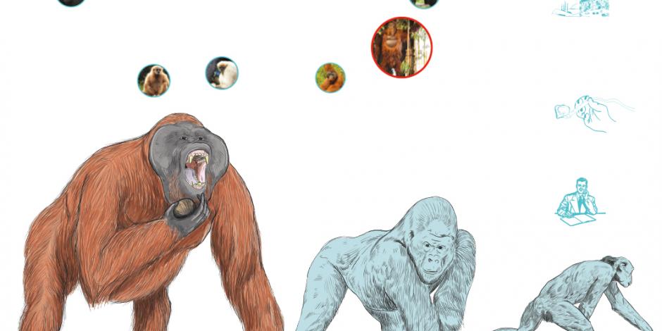 Gigantopithecus blacki, el primate más grande en la historia