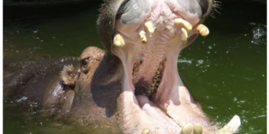 Muere Bianca, la hipopótamo más longeva de San Juan de Aragón