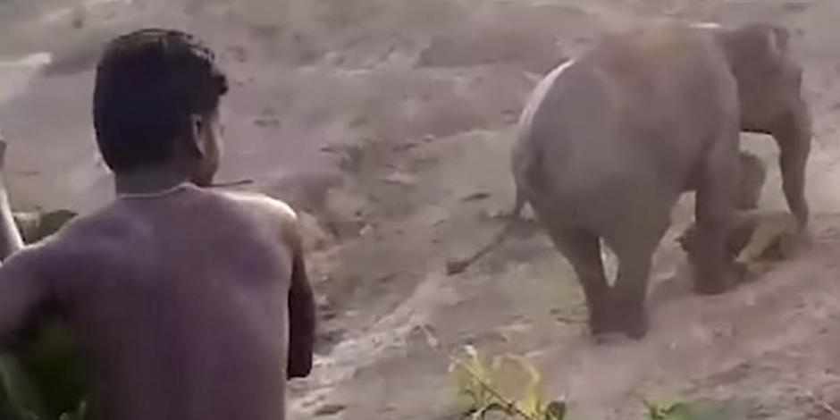 VIDEO: Elefante ataca a hombre por apedrear a su cría; muere aplastado