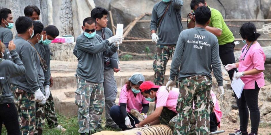 Mueren 86 tigres rescatados de templo budista en Tailandia