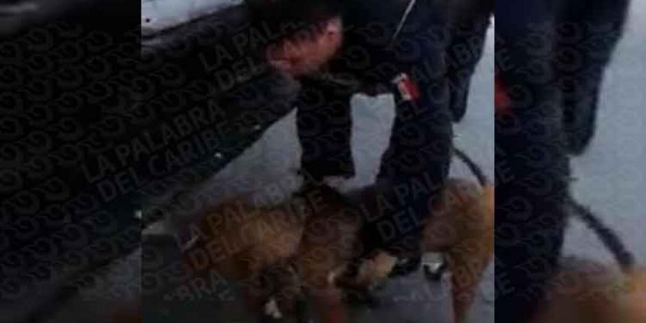 VIDEO: Arremeten contra policías de Cozumel que maltrataron a un perro