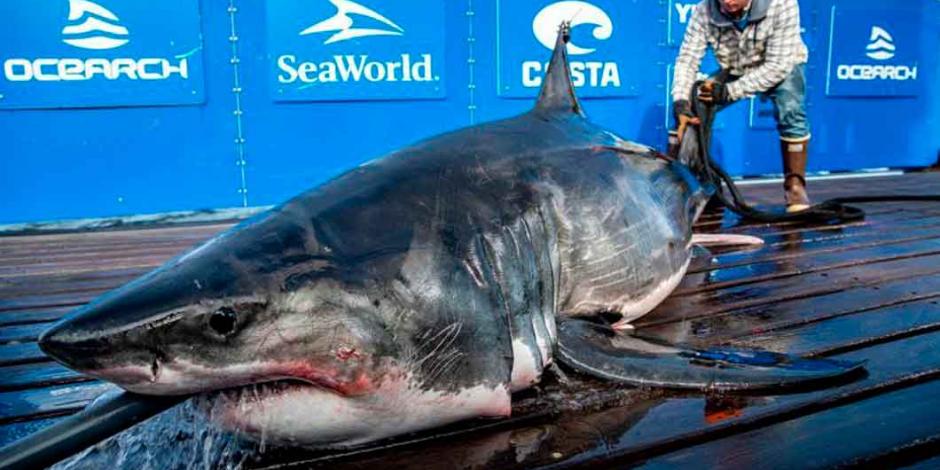 FOTOS: Hallan a tiburón blanco con enormes mordidas en la cabeza