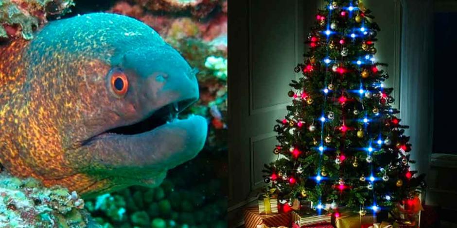 Anguila eléctrica sorprende al encender luces de árbol de Navidad