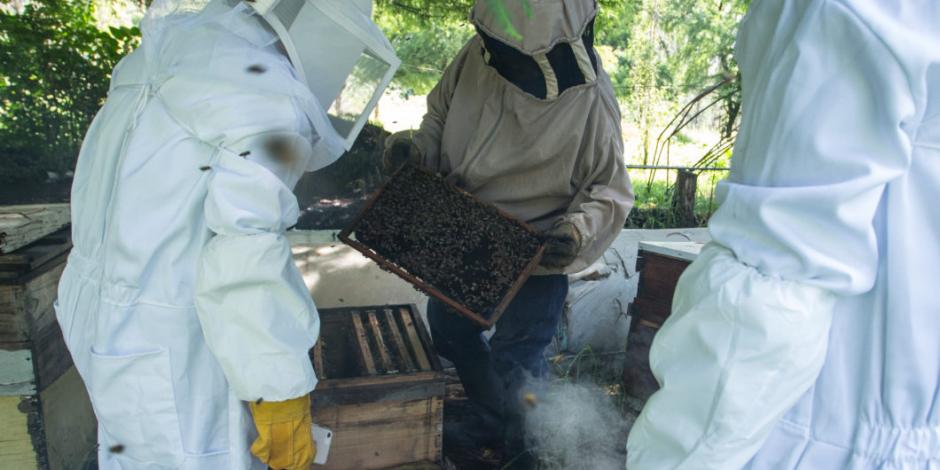 Advierten sobre extinción de especies de abejas en México