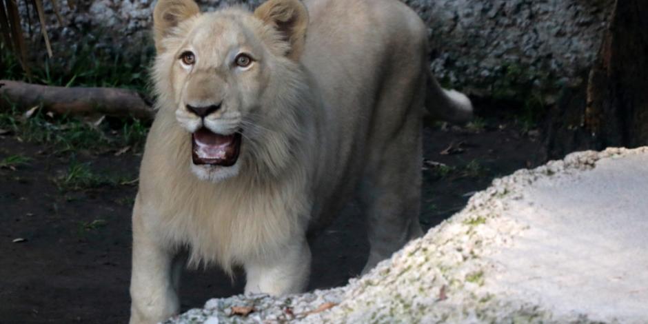 Muere Xonotli, primer león blanco nacido en cautiverio en Tlaxcala