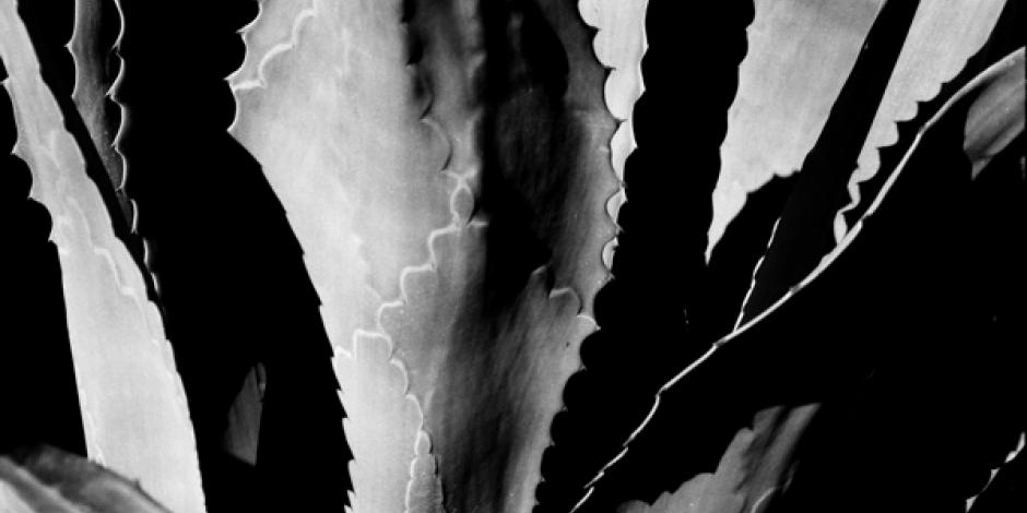 ¡HUÉLUM! Científicos de IPN contrarrestan colon irritable con agave