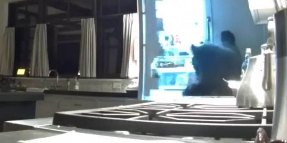 VIDEO: Oso entra a casa en California para saquear refrigerador