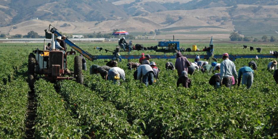 Reforma Laboral “amenaza” al sector agrícola, señalan agroindustriales