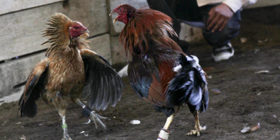 Marchan contra iniciativa de peleas de gallos propuesta por Morena en Hidalgo