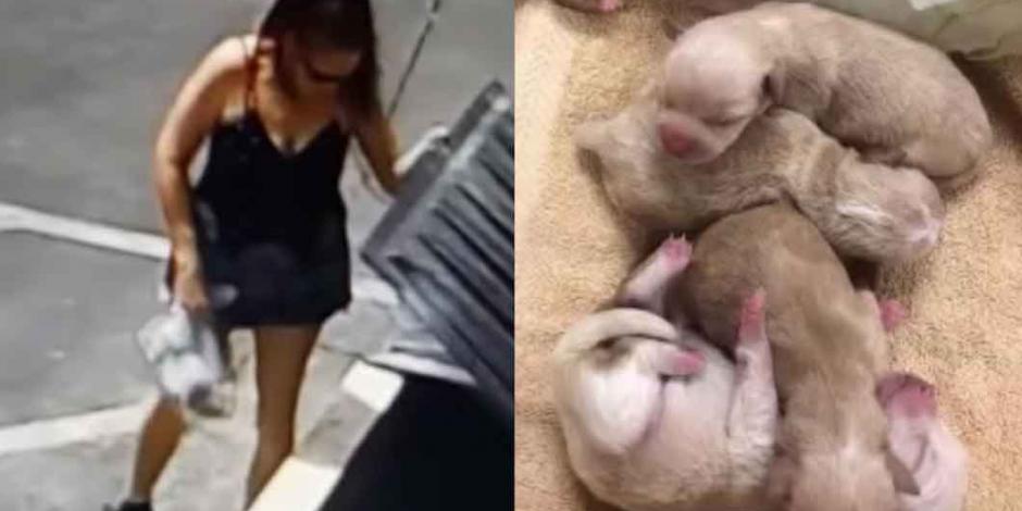 VIDEO: Detienen a mujer por tirar a la basura a 7 perros recién nacidos