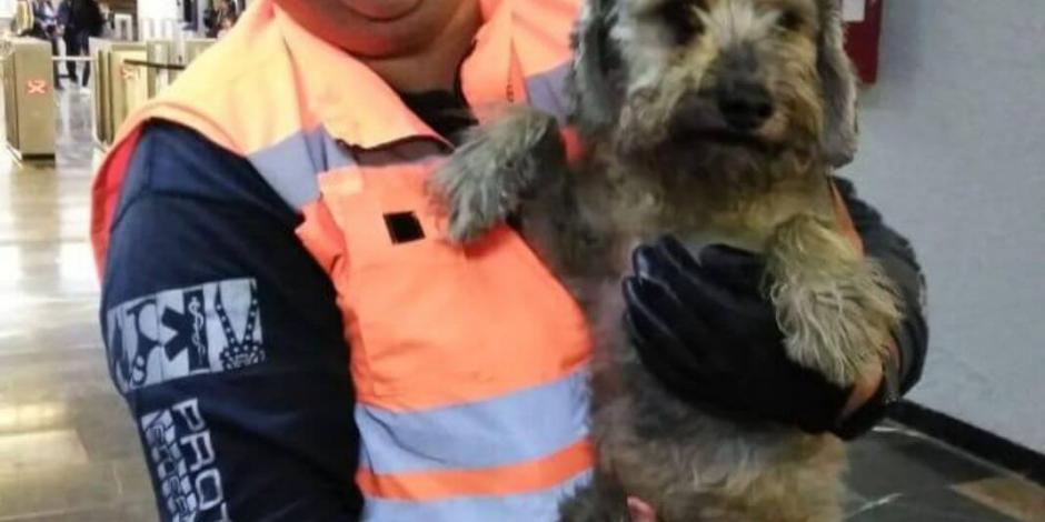 Rescatan a perro atrapado en las vías del Metro Aragón