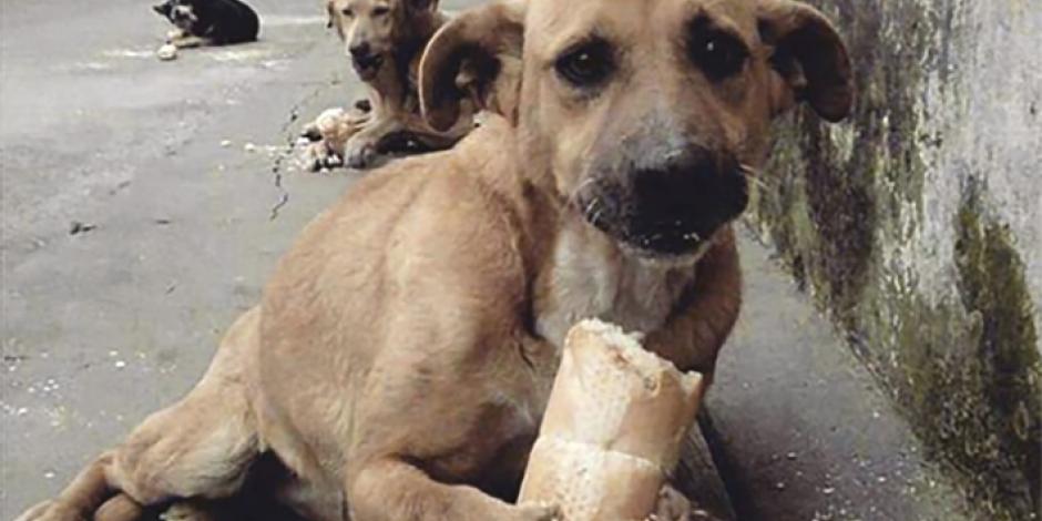PVEM fomenta el trato digno a animales en situación de calle.