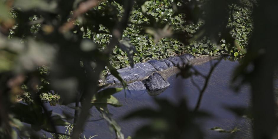Encuentran en canal de Jalisco 11 bolsas con presuntos restos humanos