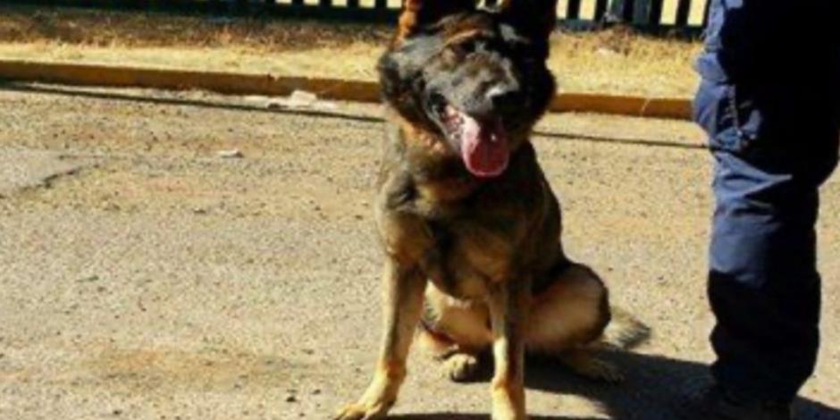 Oficial Teo, el perro que con su olfato captura narcomenudistas en Irapuato