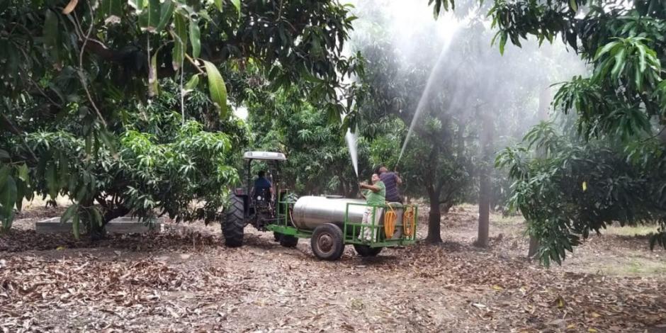 Cultivos de Michoacán adoptan técnicas ambientales
