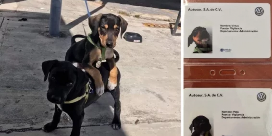 ¡INCREÍBLE! Volkswagen adopta perritos y los registra como empleados