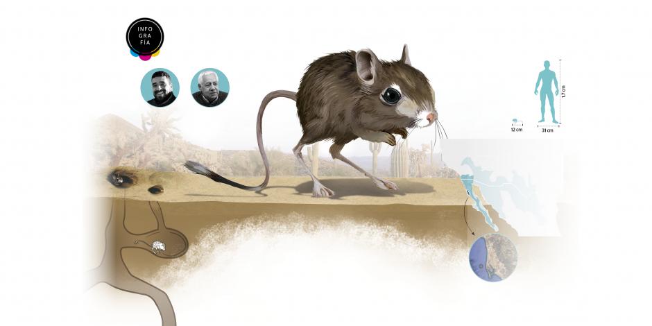 Reaparece la rata canguro que se creía extinta
