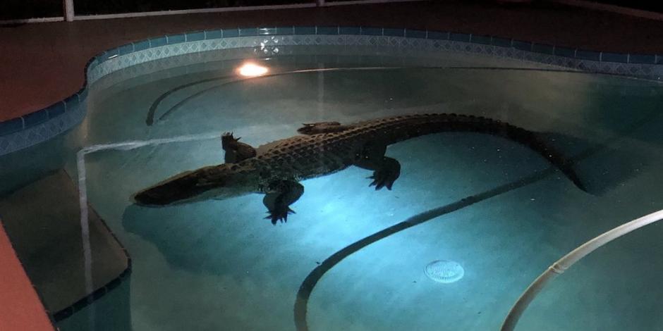 Cocodrilo de 3 metros elige piscina en Florida para echarse un chapuzón