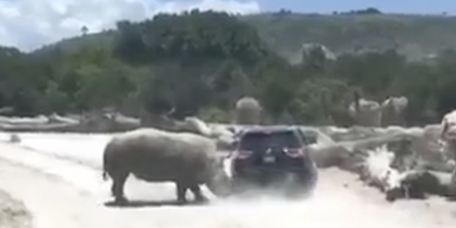 VIDEO: Rinoceronte embiste camioneta con turistas en Africam Safari de Puebla