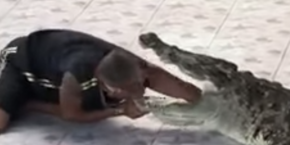 VIDEO: Entrenador de cocodrilos casi pierde brazo tras mordida