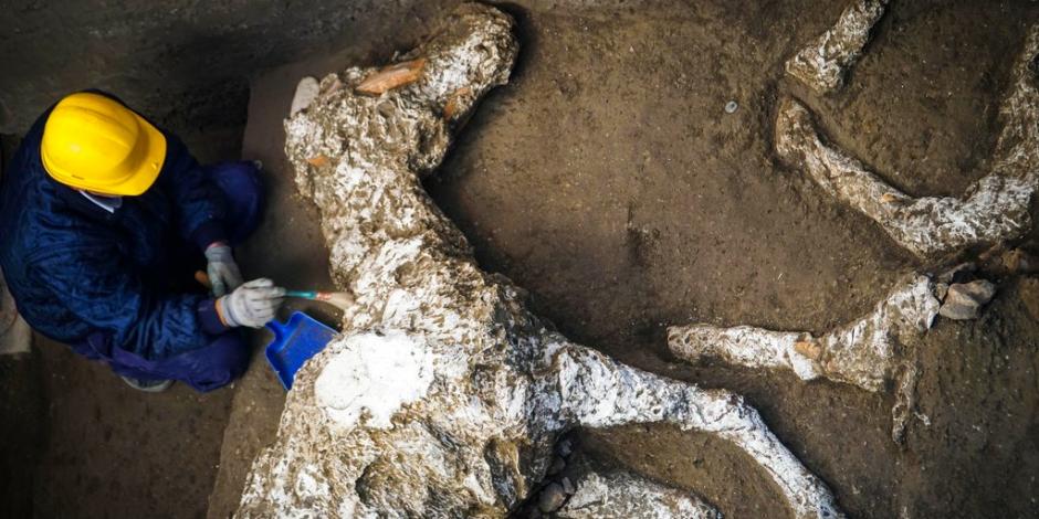 FOTOS: Hallan en Pompeya restos de un caballo petrificado