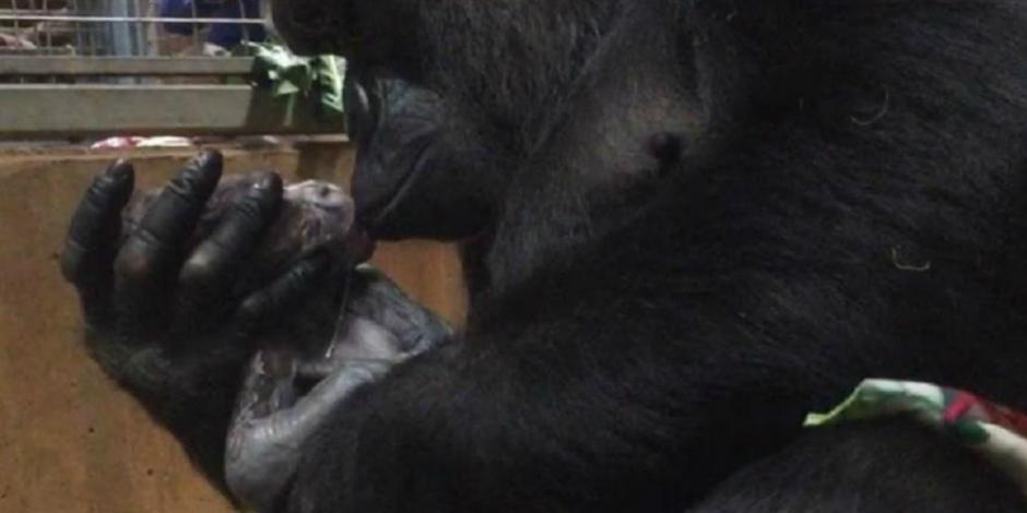 Nace cría de gorila en peligro de extinción en zoológico de EU