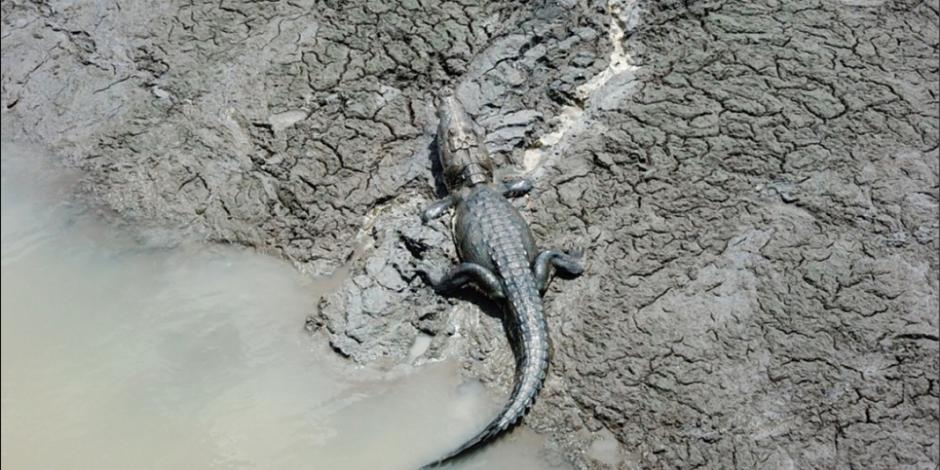 Tras pérdida de agua, cocodrilos abandonan laguna en Quintana Roo