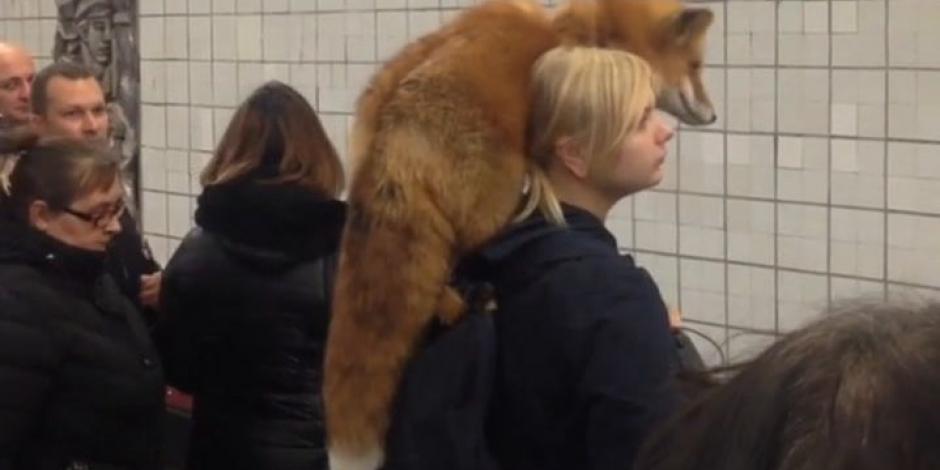 VIDEO: Mujer pasea a un zorro en el Metro de Moscú